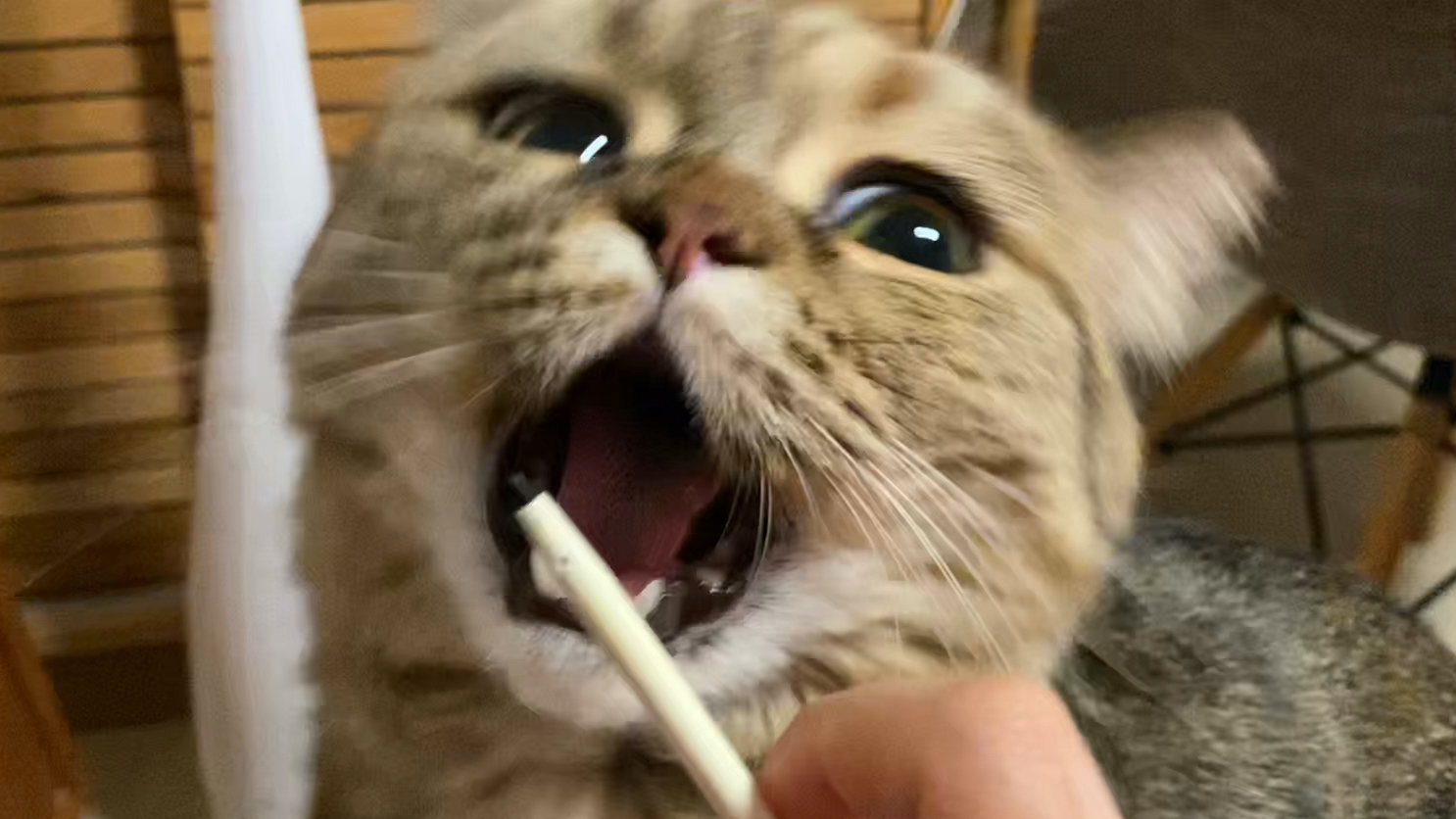 已经分不清这是猪还是虎了。